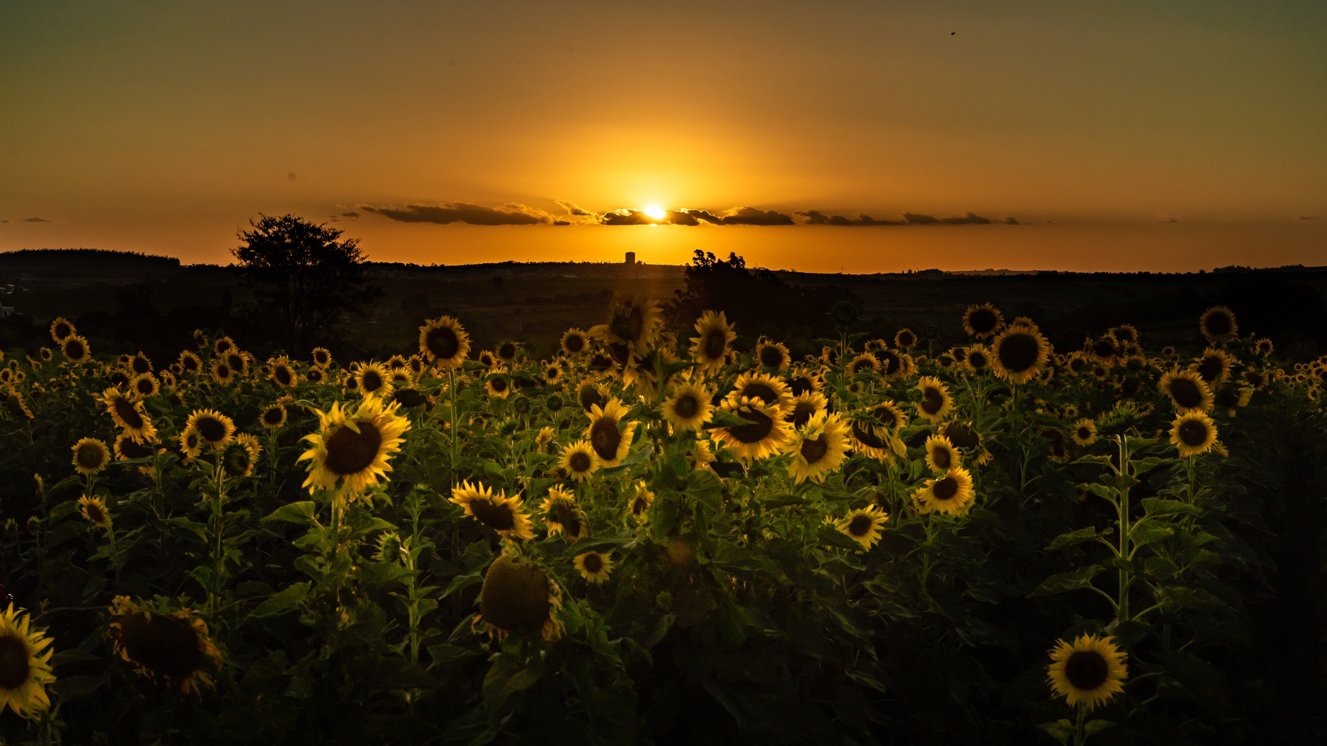 Sunflower Oil Resources Sunflower Oil Resources