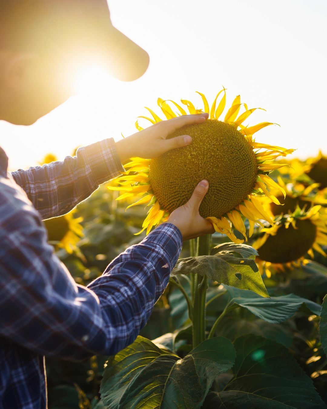 Sunflower Growers Sunflower Growers