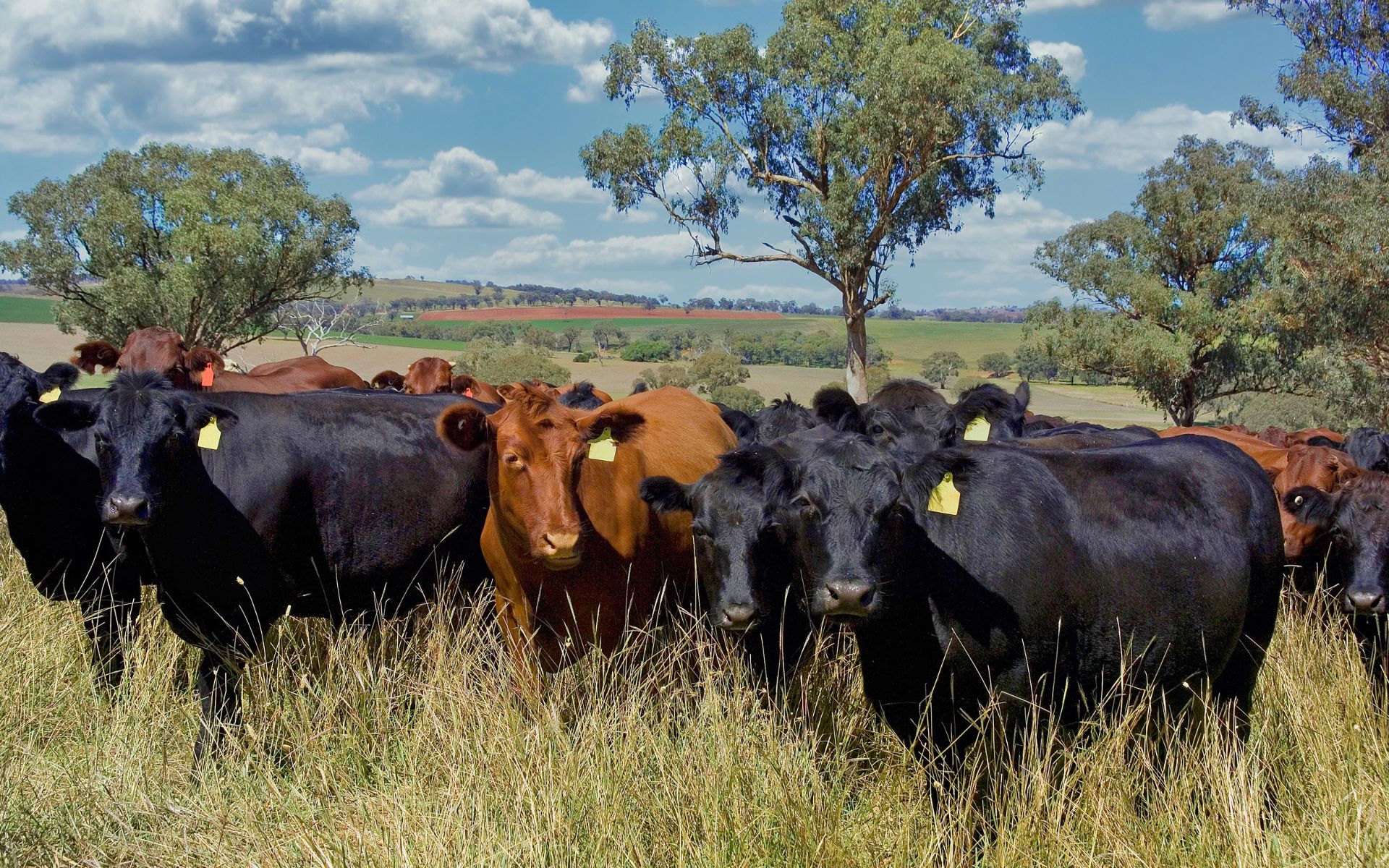 Beef Feed, Calf Feed