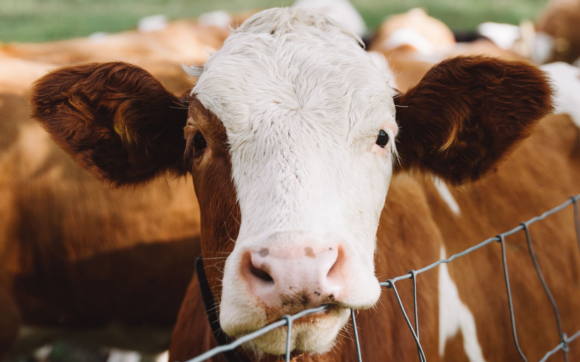 HE Creep – Calf Feed for Young, Growing Cattle