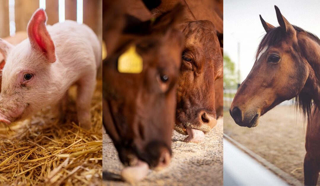 Colorado Mills Showcases High-Energy Sunflower-Based Feed for Ruminant Nutrition, Cow-Calf Management, and Equine Care