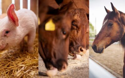 Colorado Mills Showcases High-Energy Sunflower-Based Feed for Ruminant Nutrition, Cow-Calf Management, and Equine Care