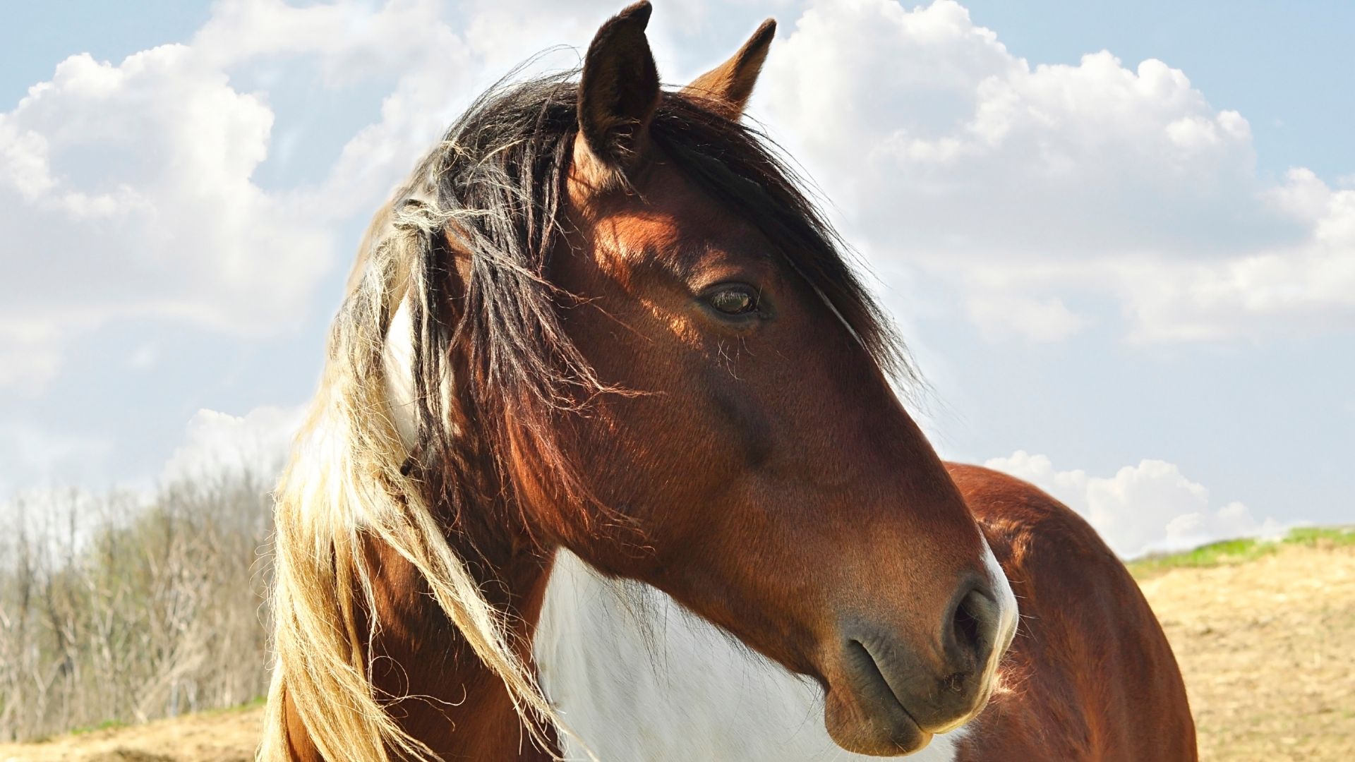 Healthy Horse Feed Powered by Sunflower Nutrition<br />
