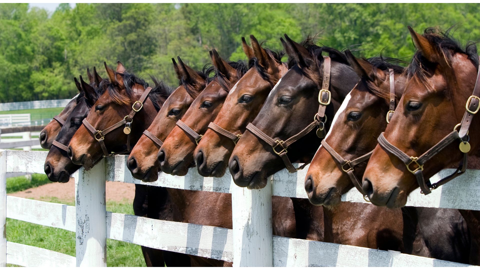 Healthy Horse Feed Products<br />
