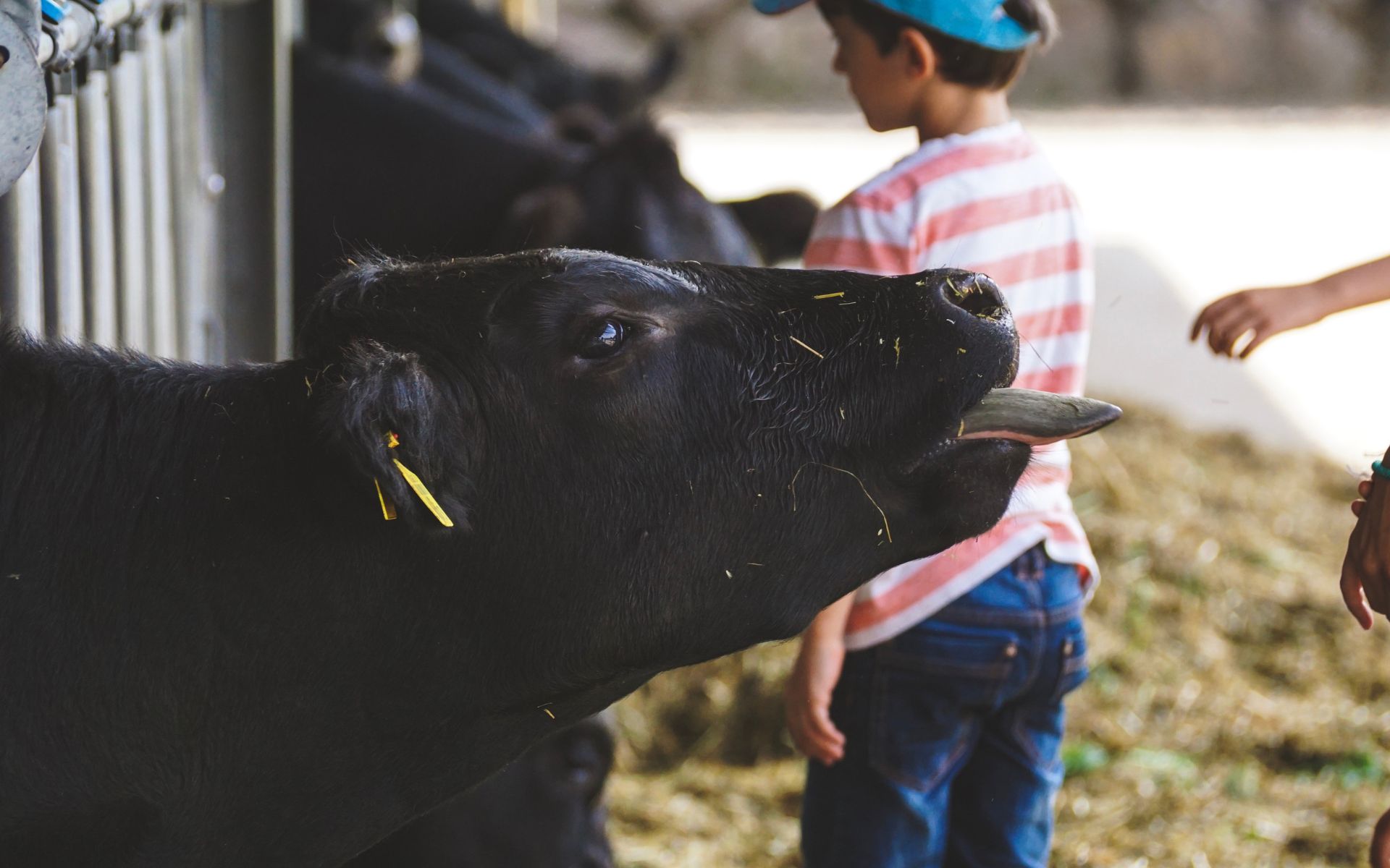 RGR FEED+ Growing & Finishing Beef Feed