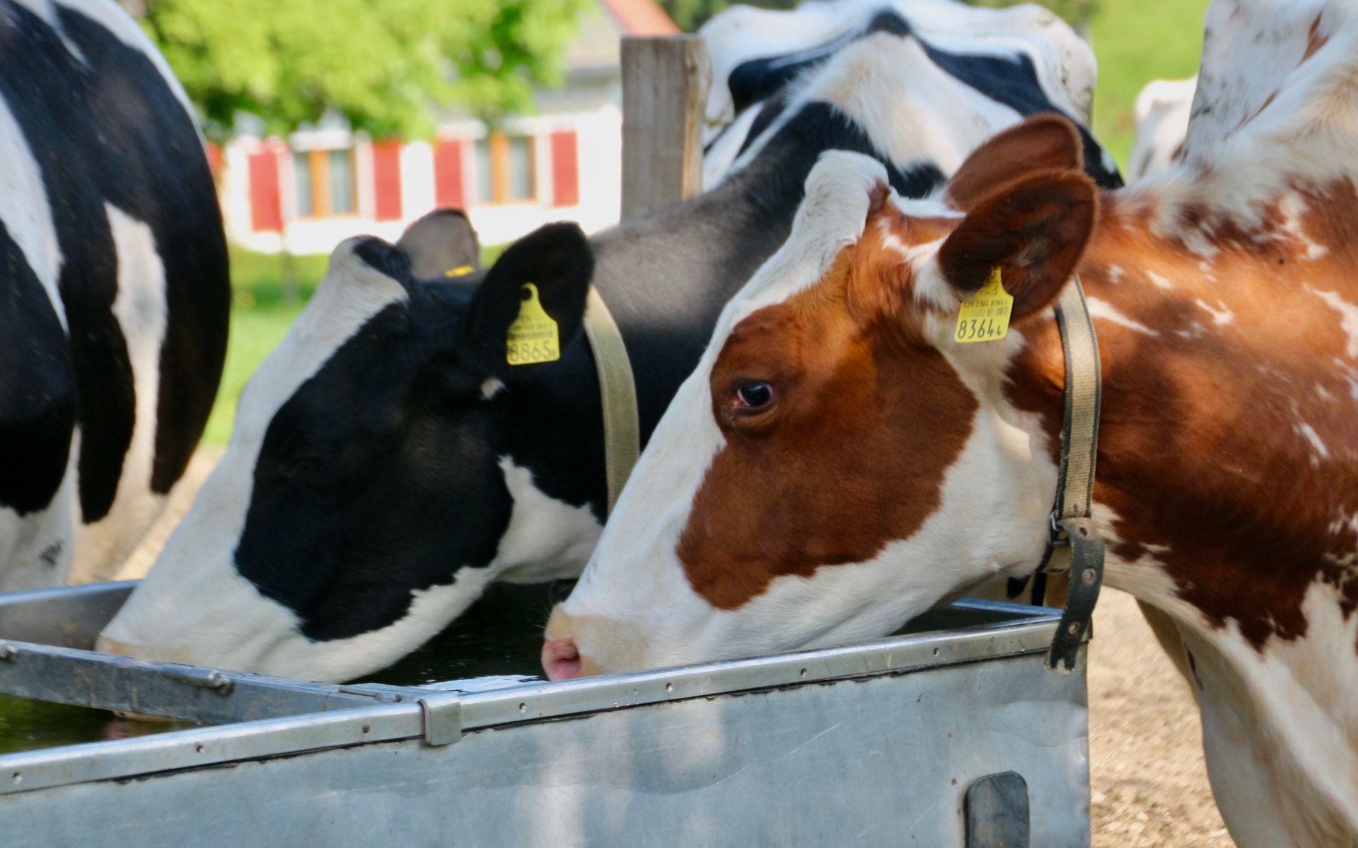 Sunmeal Pellet – Versatile Cattle Feed & Conditioner