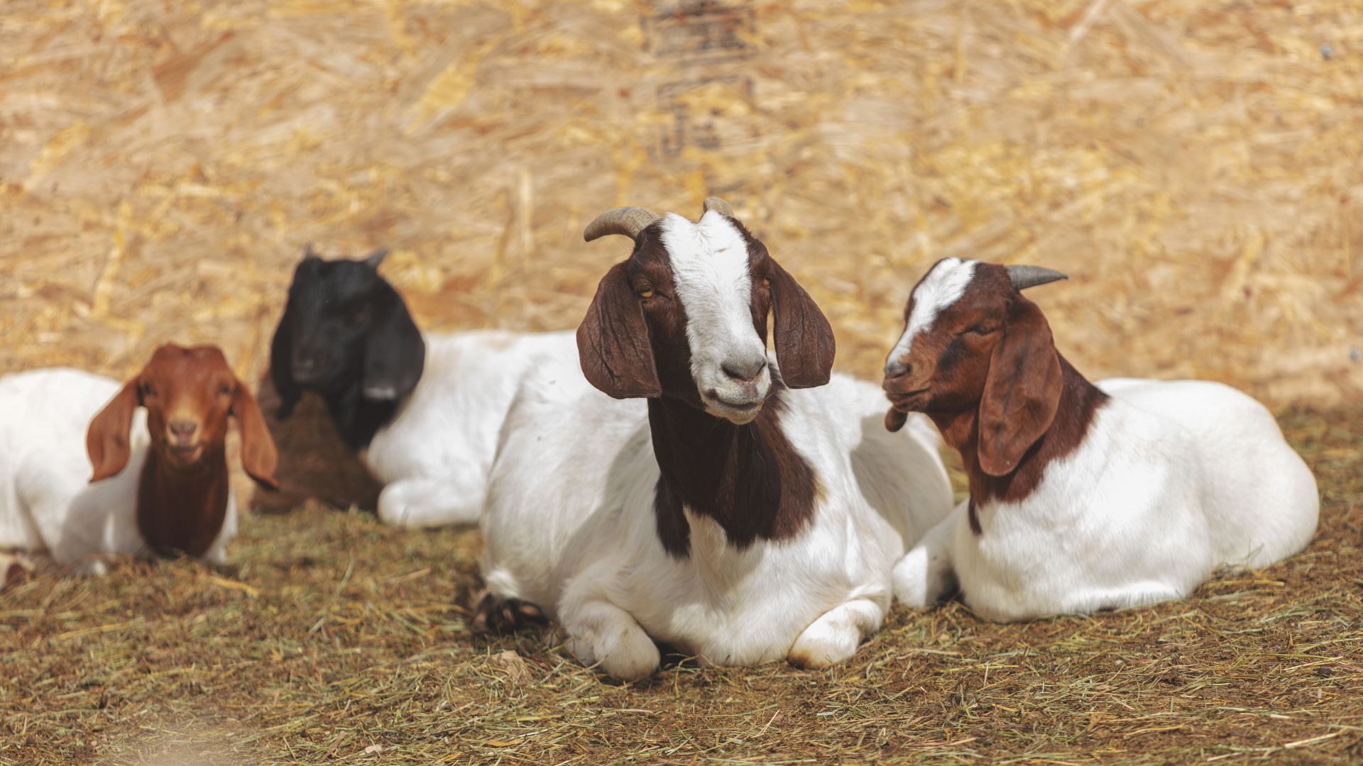 Goat Feed: Proven Performance for Healthy Meat & Show Goats
