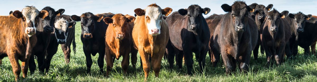 Stop Gambling with Your Herd