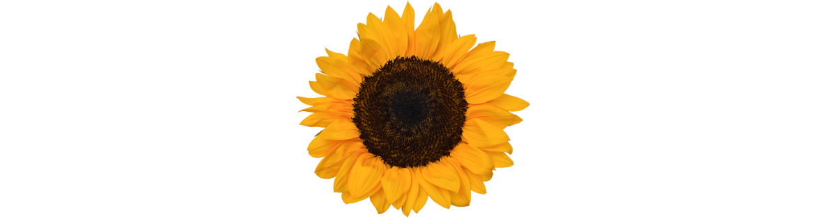 Seed Oils_ Why High Oleic Sunflower Oil Wins for High Heat