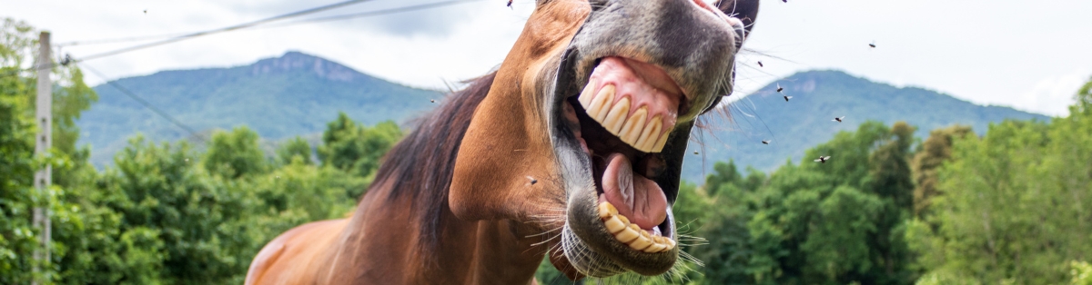 6) Don’t Ignore Teeth (Digestion Starts at the Mouth)