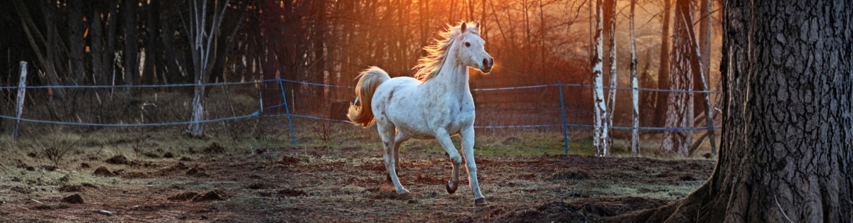 How To Prevent Horse Colic A Practical Checklist