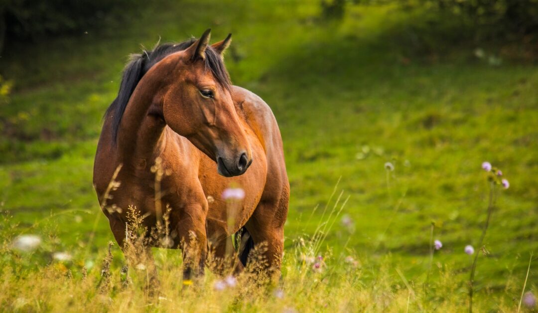 How To Prevent Horse Colic (Practical Steps Every Horse Owner Can Take)