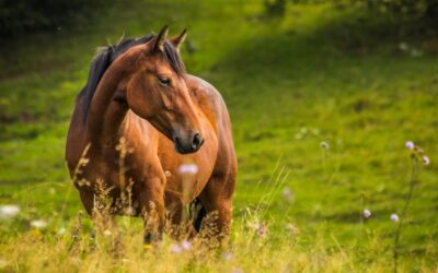 How To Prevent Horse Colic (Practical Steps Every Horse Owner Can Take)