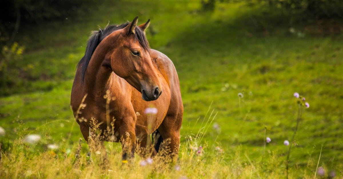 How To Prevent Horse Colic A Practical Checklist