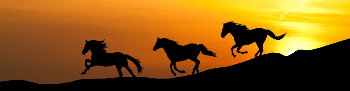 How To Prevent Horse Colic