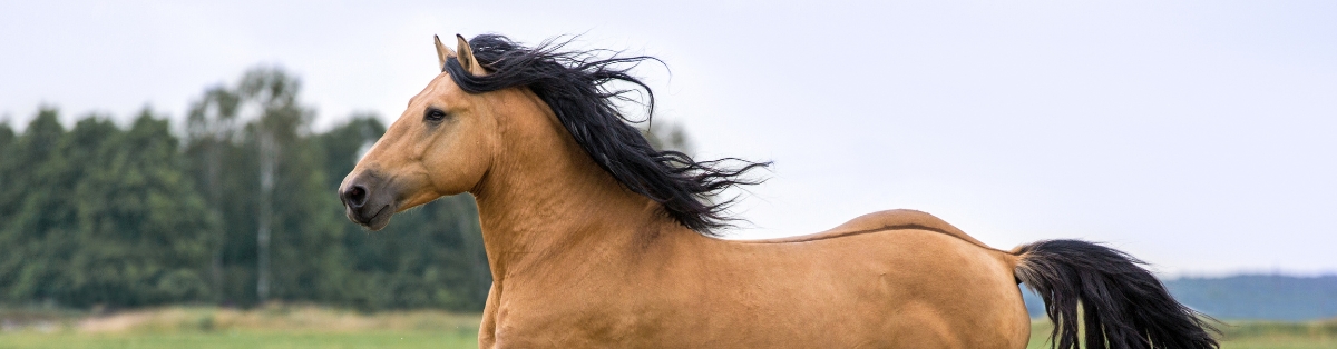 Why Horses Are Prone to Colic (Quick Digestive Reality Check)