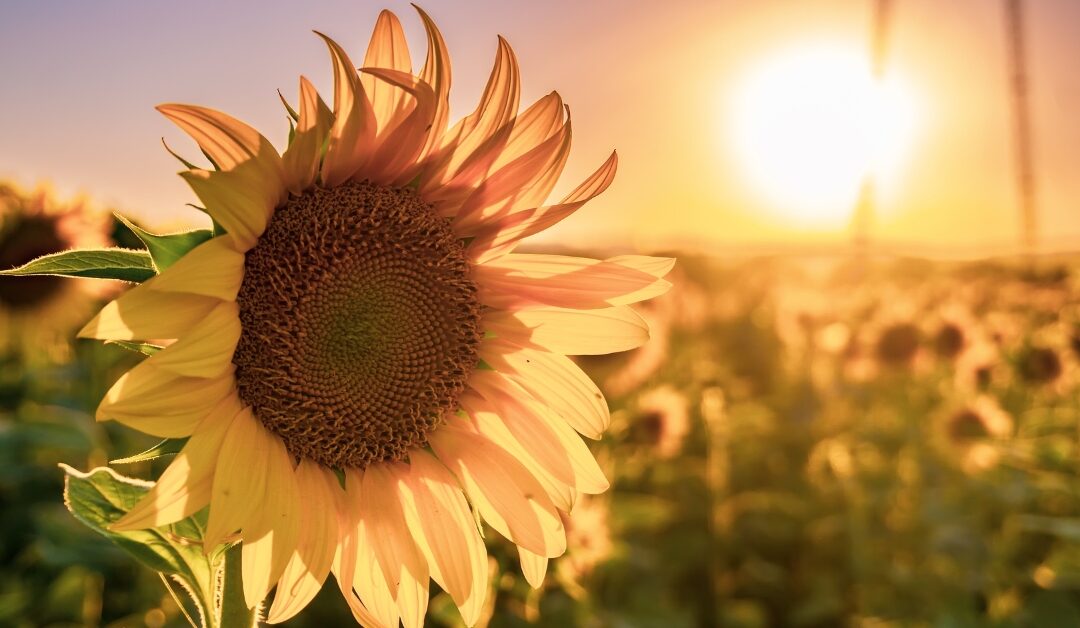 Soil Moisture Retention for Sunflower Growers | 5 Proven Strategies