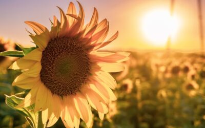 Soil Moisture Retention for Sunflower Growers | 5 Proven Strategies