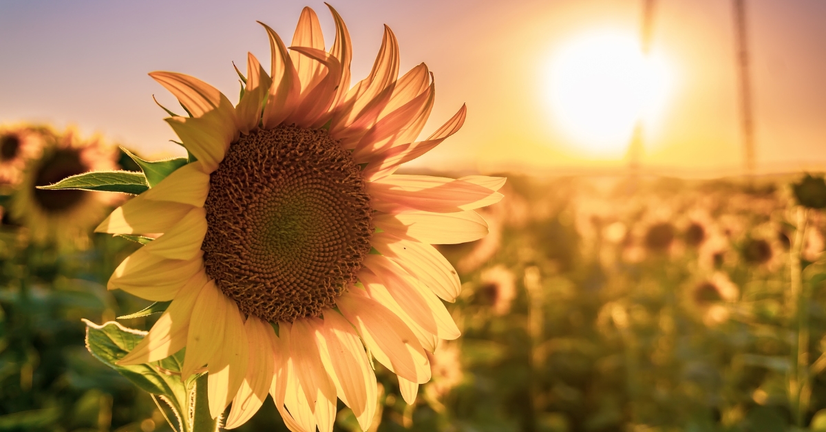 Soil Moisture Retention for Sunflower Growers