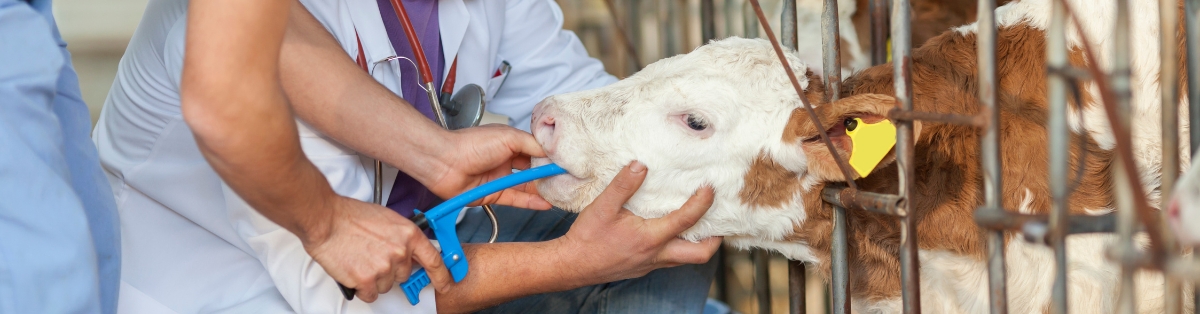 3. Watch for cows that need additional support