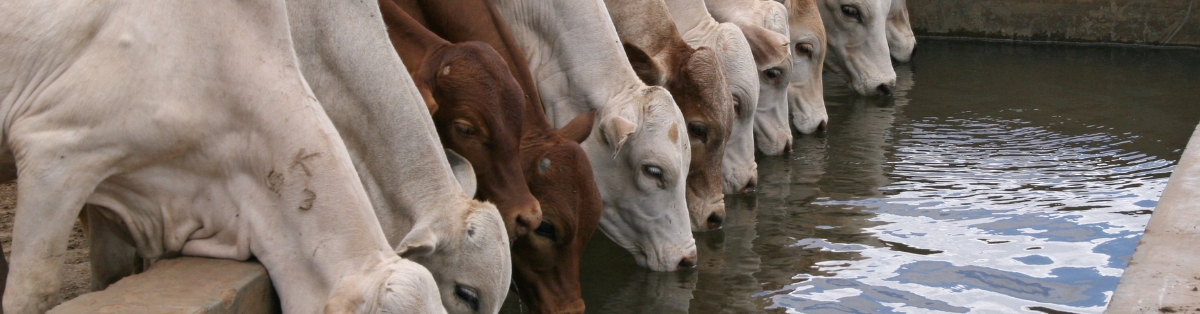 4. Keep feed and water access consistent