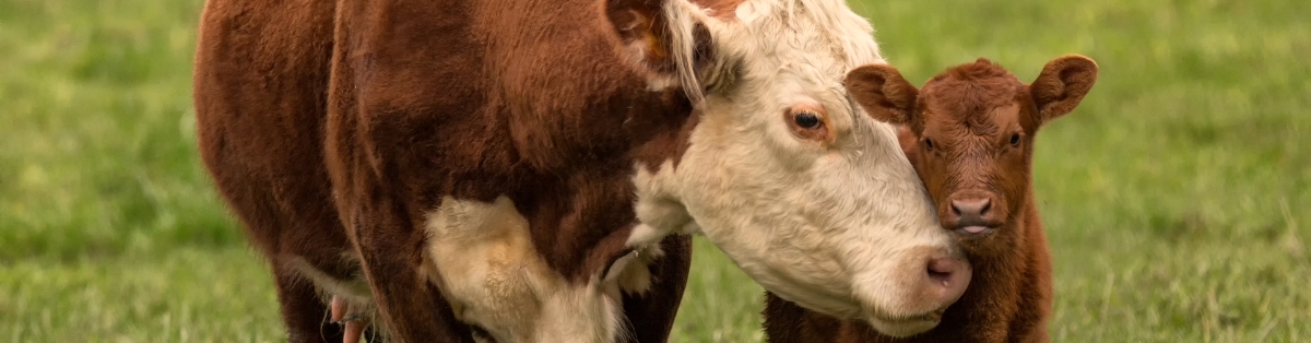 5. Prepare before breeding season begins