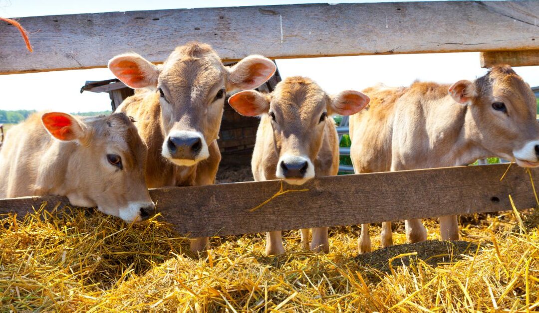 Post-Calving Cow Nutrition: 5 Practical Ways to Support Rebreeding