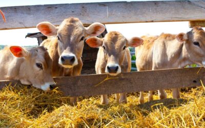 Post-Calving Cow Nutrition: 5 Practical Ways to Support Rebreeding