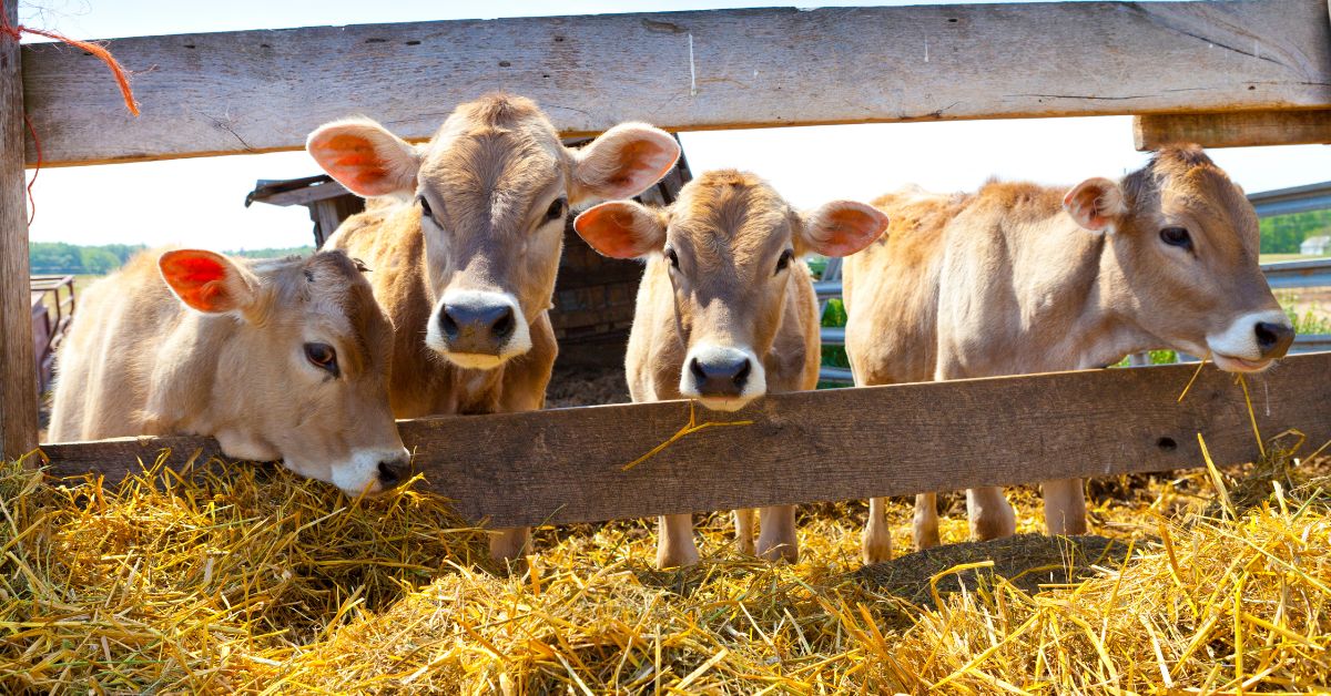 Post-Calving Cow Nutrition, 5 Practical Ways to Support Rebreeding Post-Calving Cow Nutrition, 5 Practical Ways to Support Rebreeding
